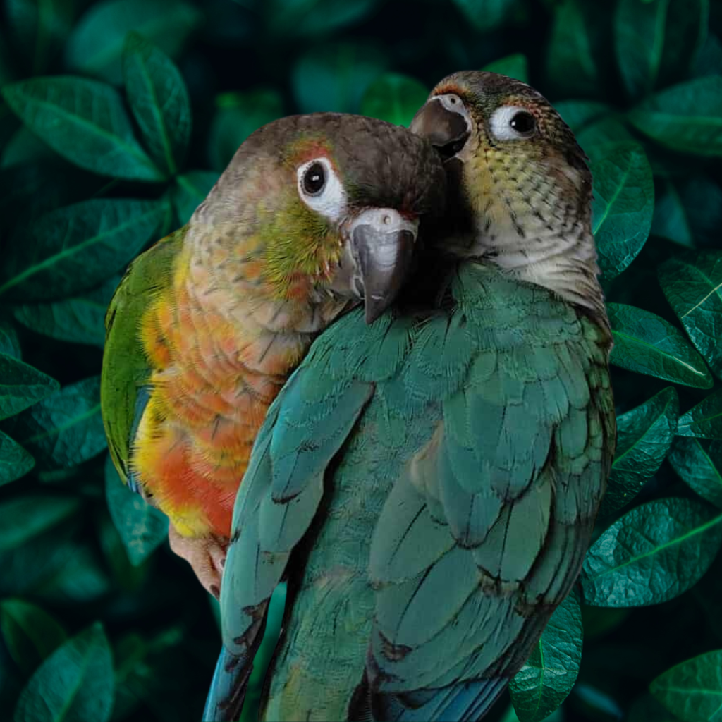 couple-conure-molinae