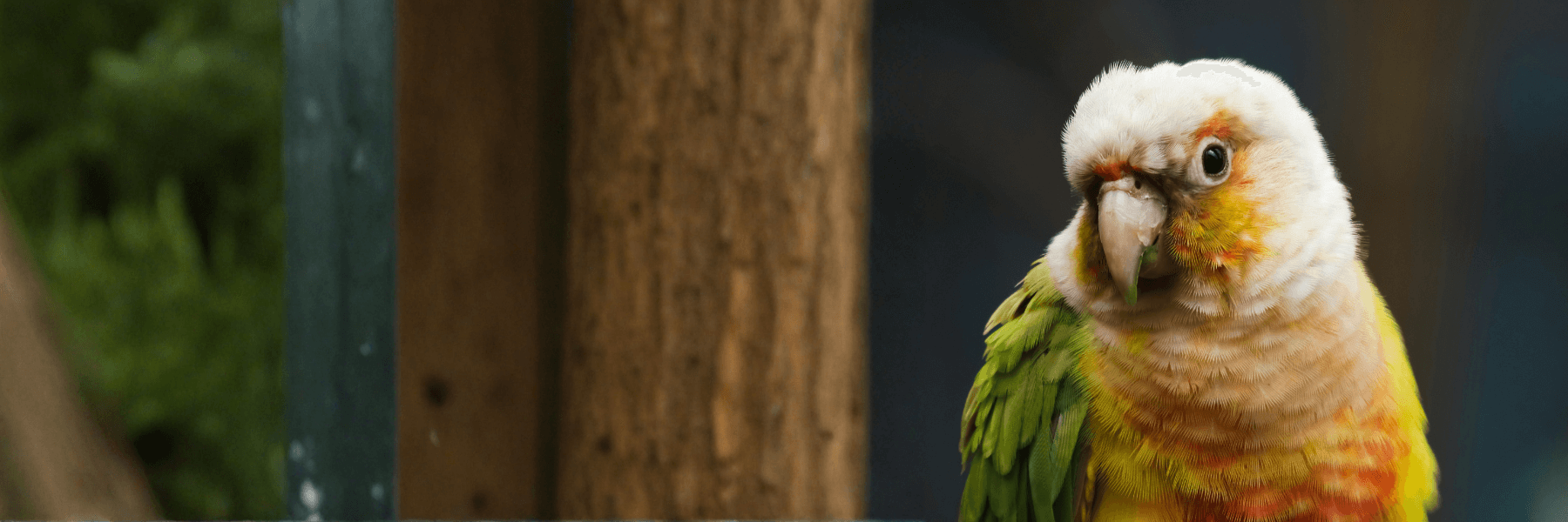 conure molinae
