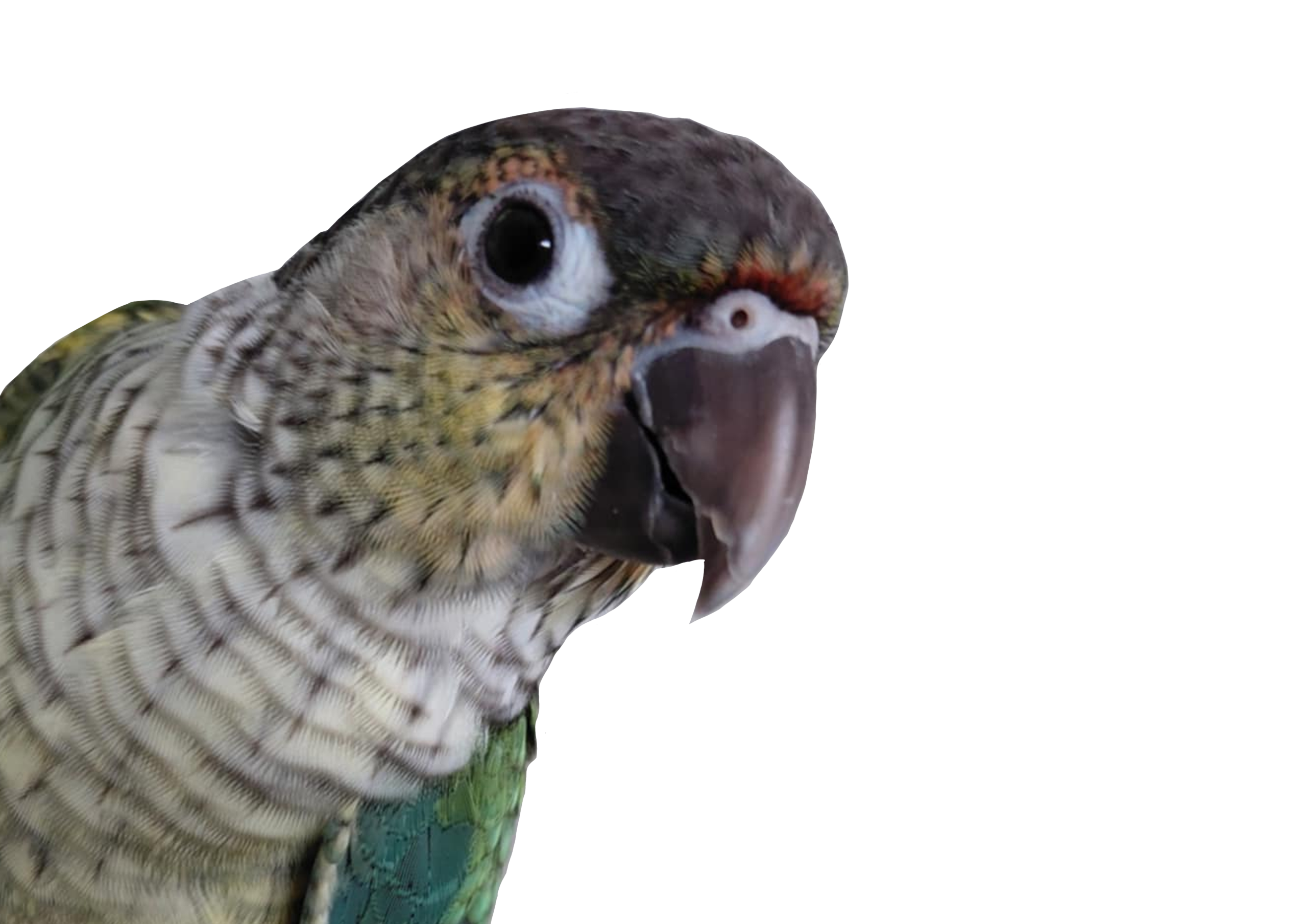 Conure à joues vertes