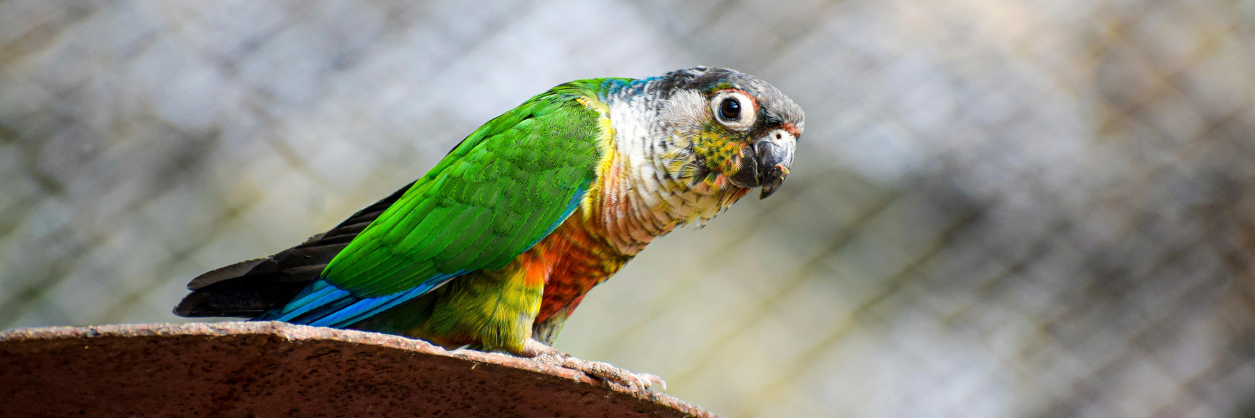 perchoirs pour conure