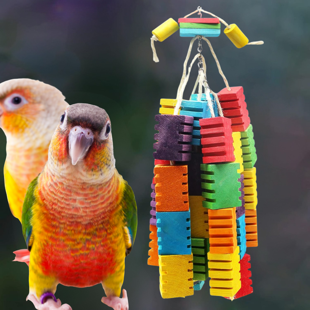 enrichissement pour conure et perroquet (1)
