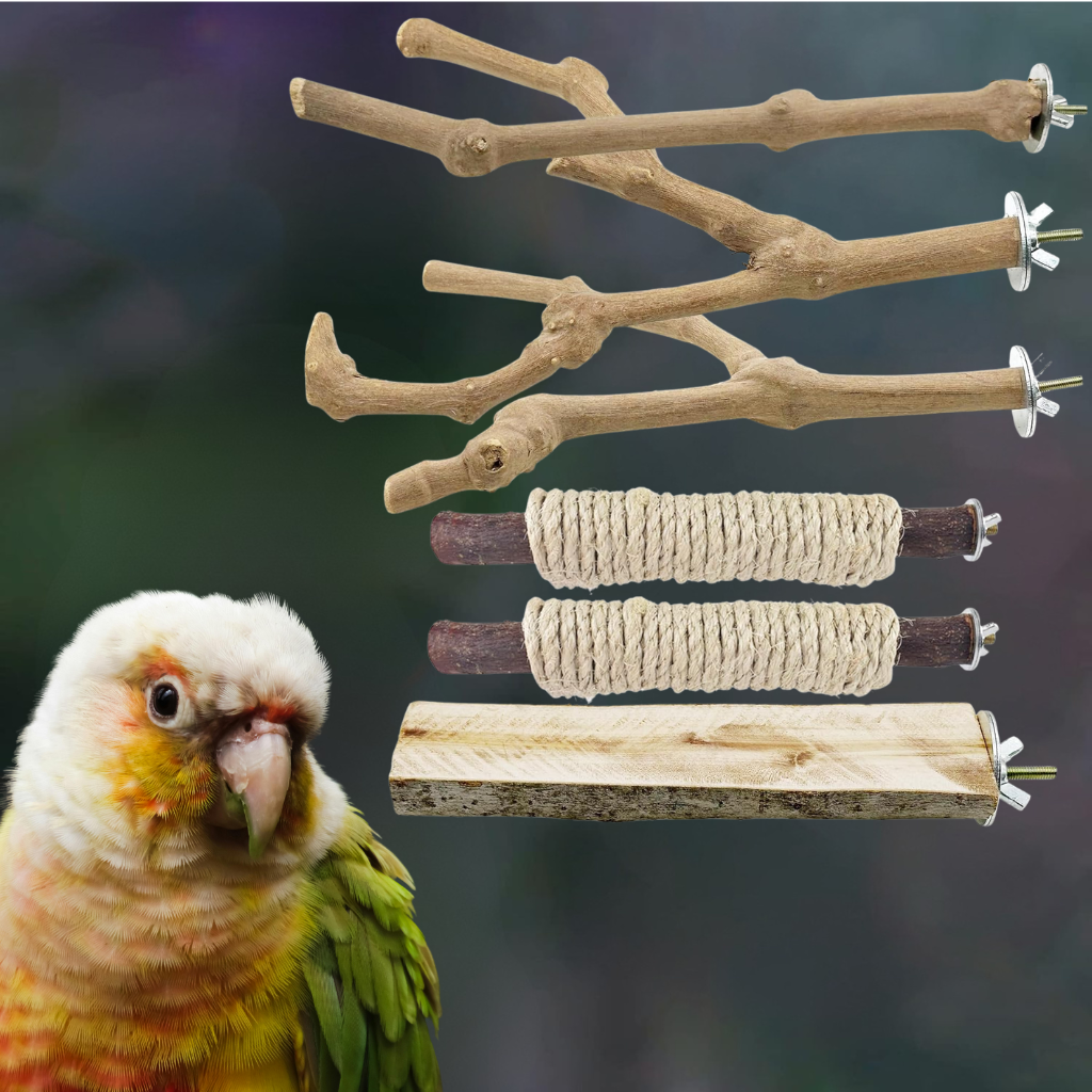 perchoirs choisir pour conure molinae