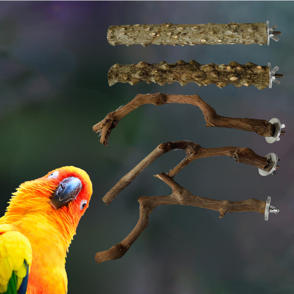 perchoirs-pour-conure-molinae