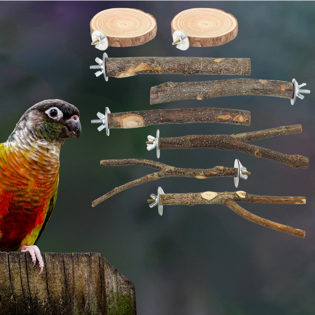 nombre de perchoirs pour une conure