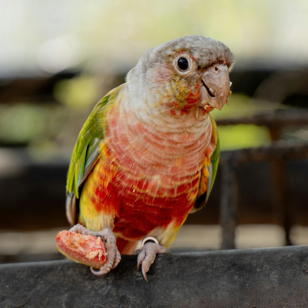 alimentation conure en reproduction