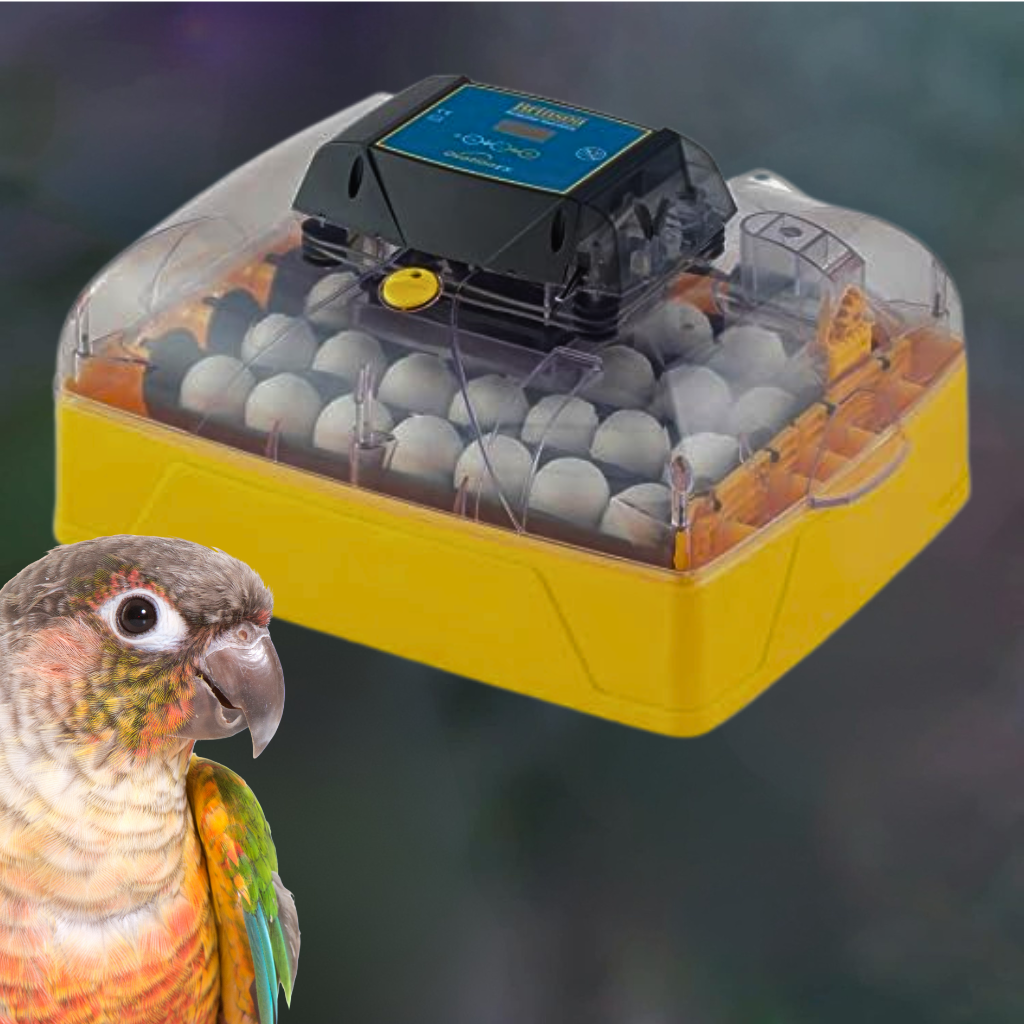 incubateur pour conures