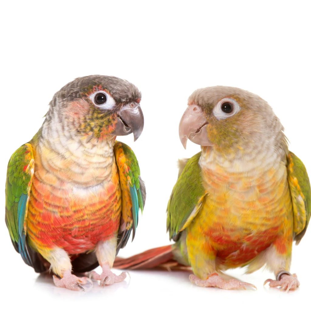 conures molinae qui pond des oeufs mais ne s'en occupe pas