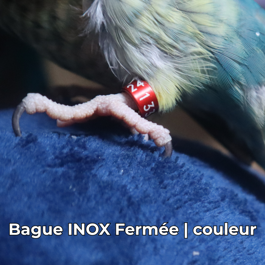 bague pour conure homologuée