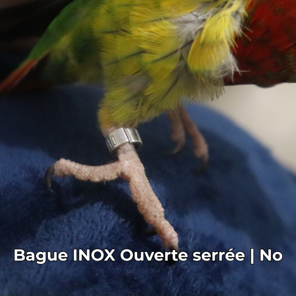 Bague pour conure adulte