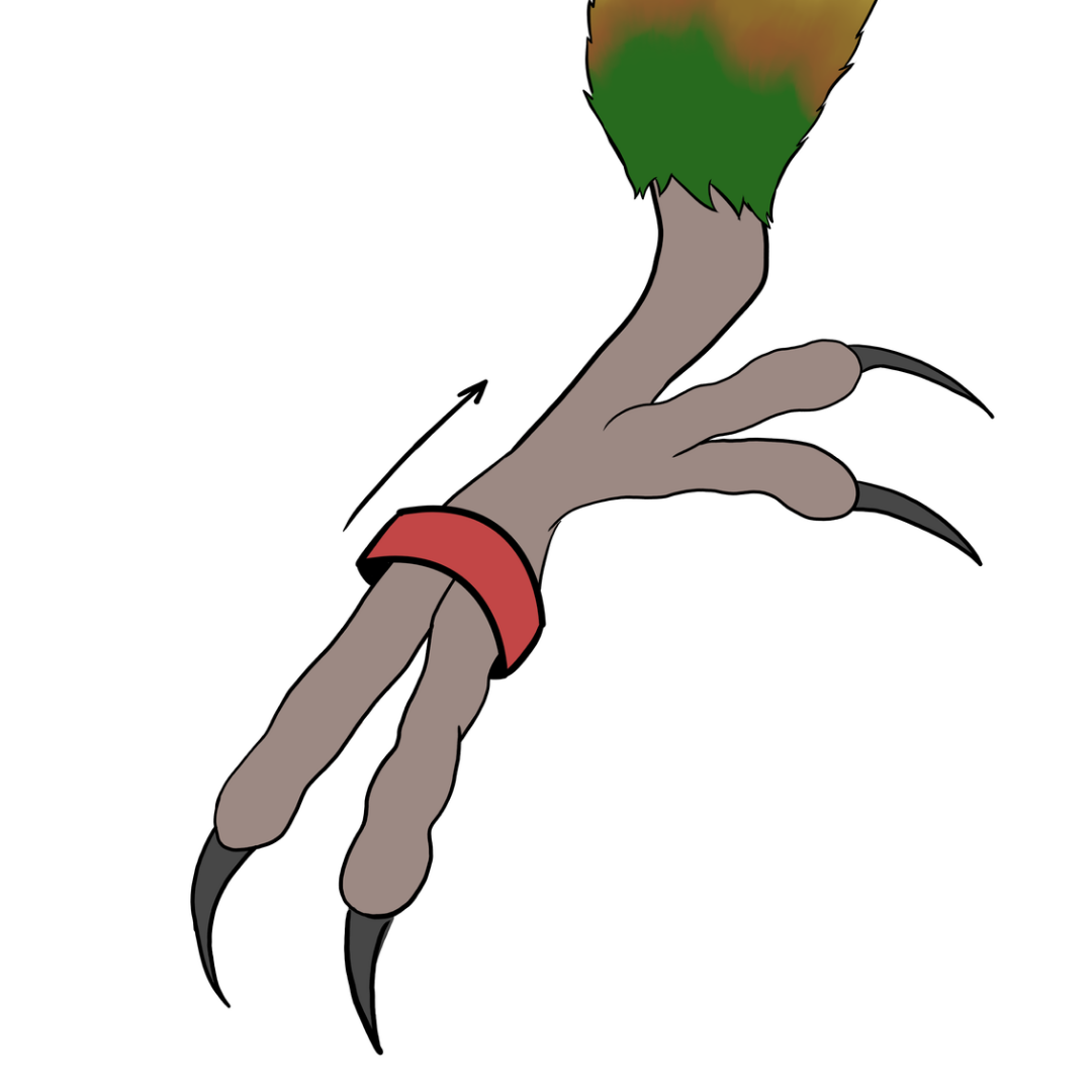 bague pour conure comment mettre