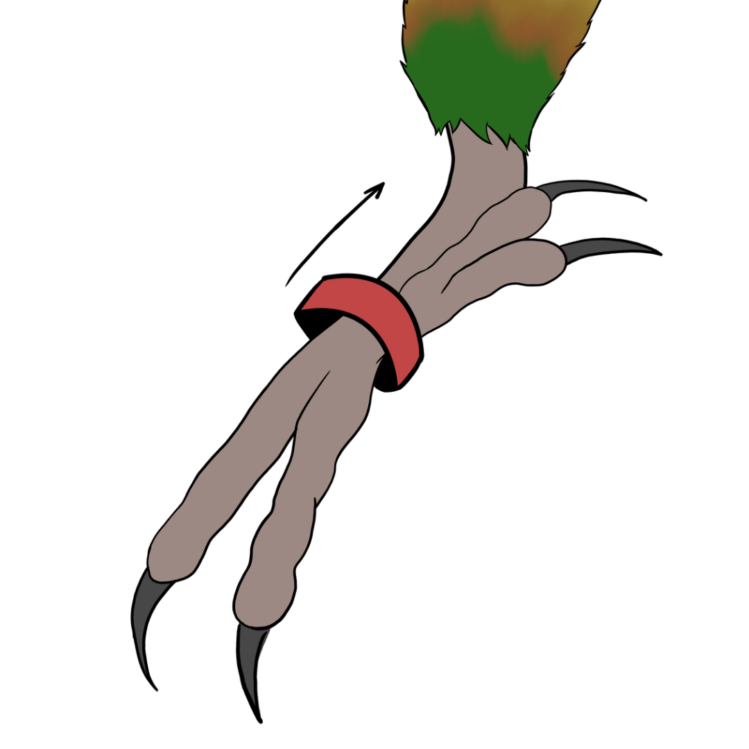 bague pour conure molinae