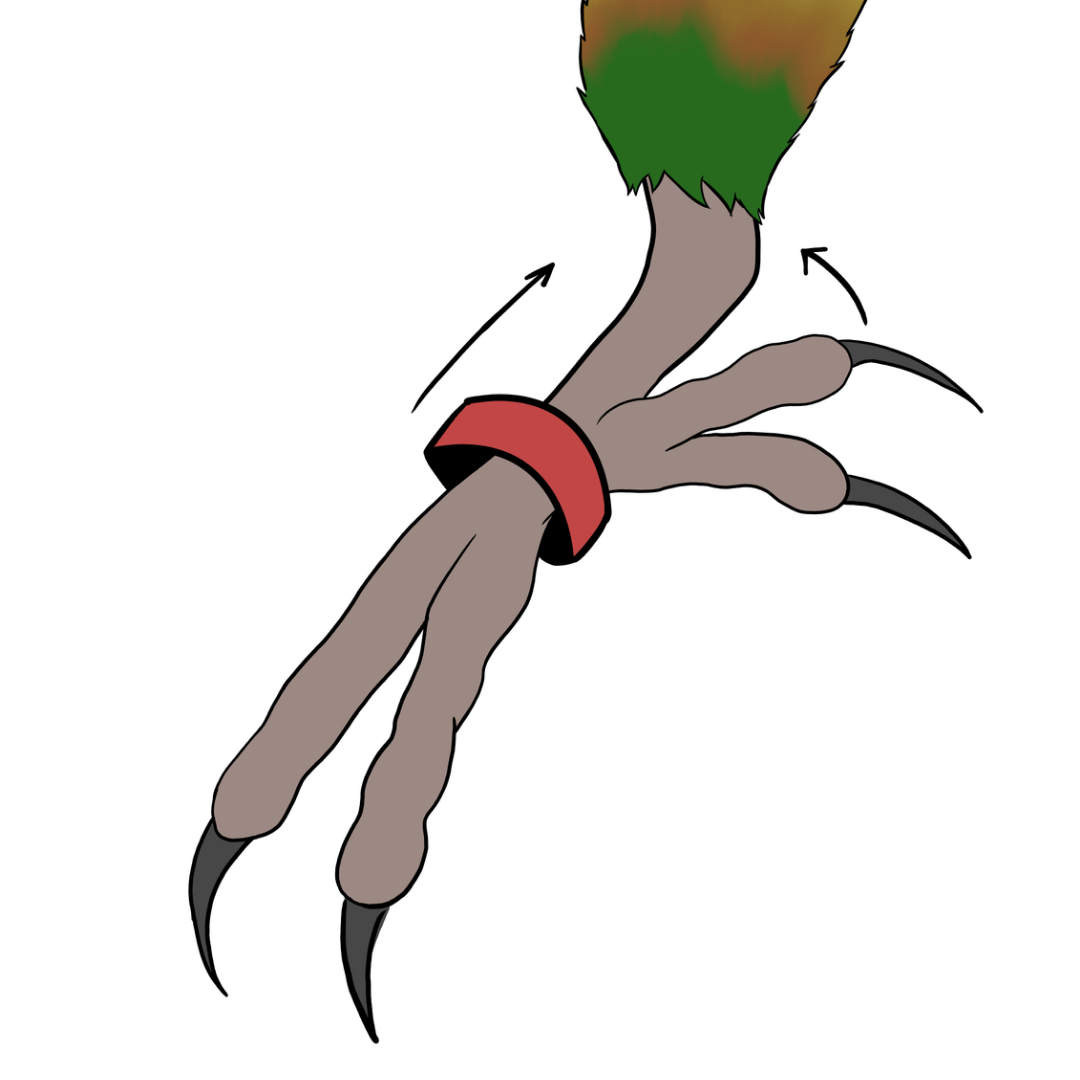 bague pour conure à joues vertes