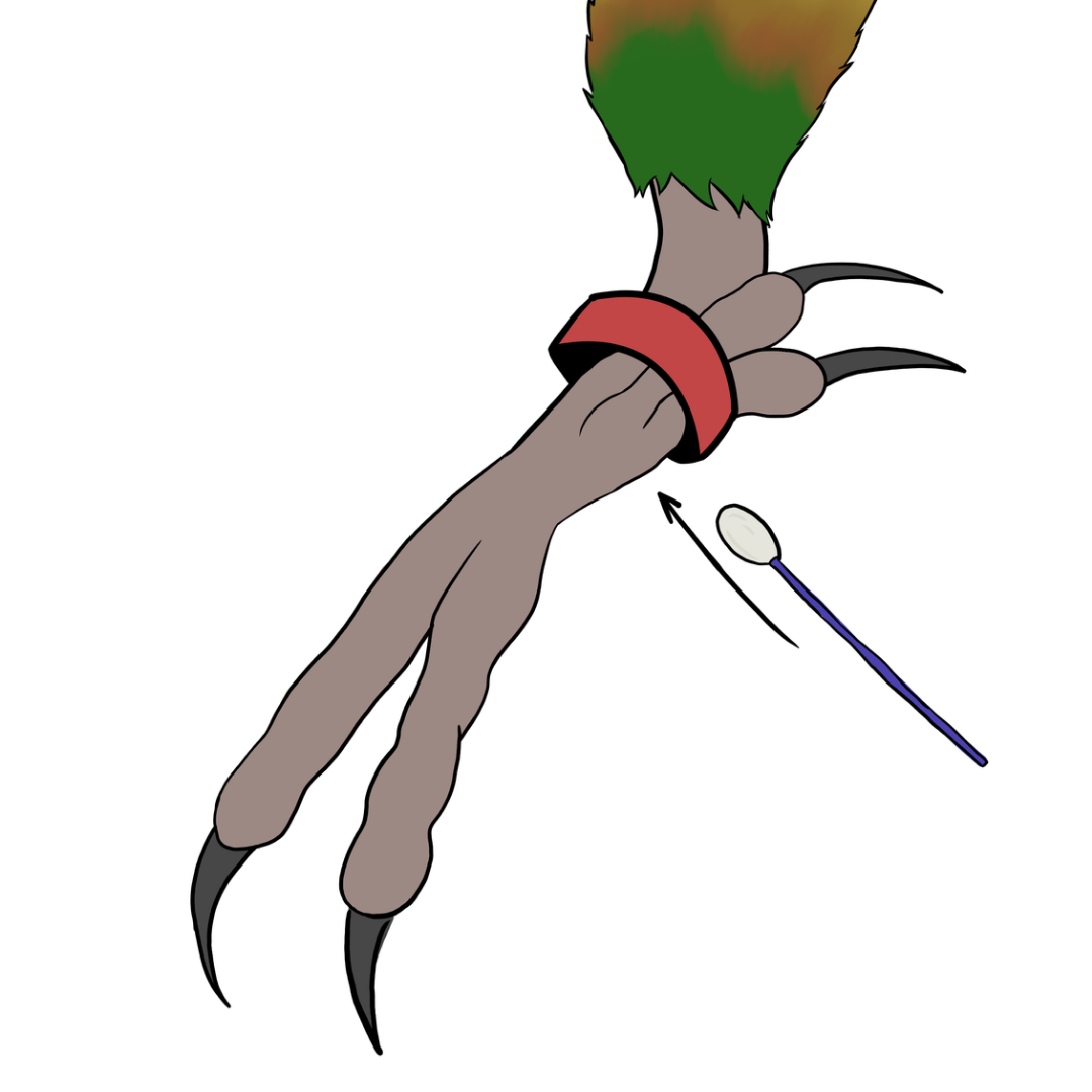 identifier conure molinae