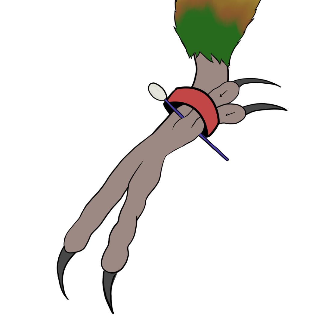 bague pour conure pyrruhra