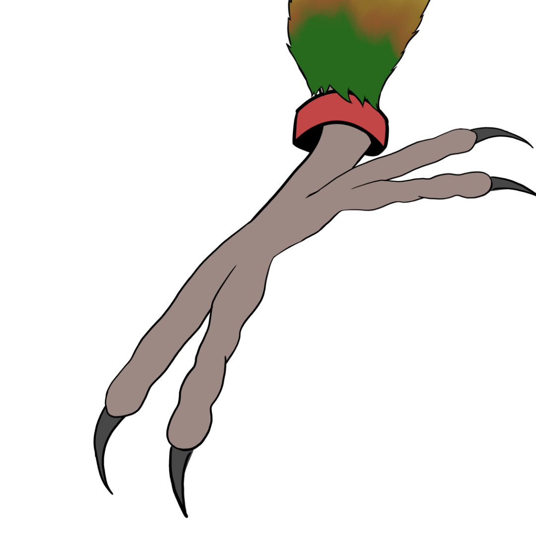 bague pour conure taille