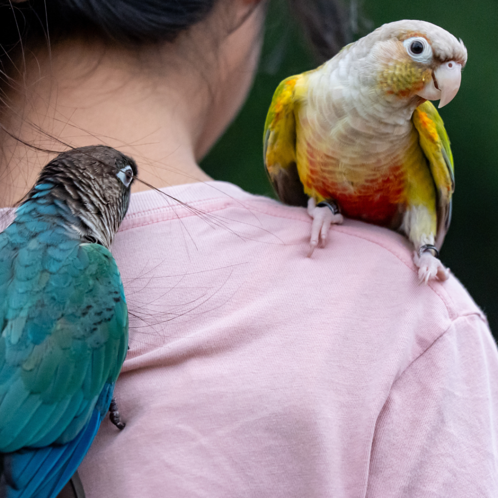 Couple de conure élevage de conure à joues vertes