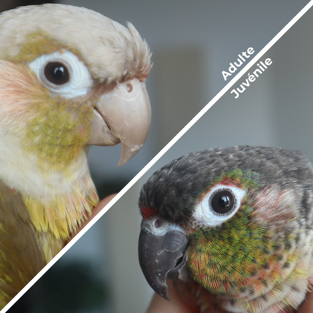 A quel âge peut-on mettre un nid à sa conure molinae ?​ juvénile